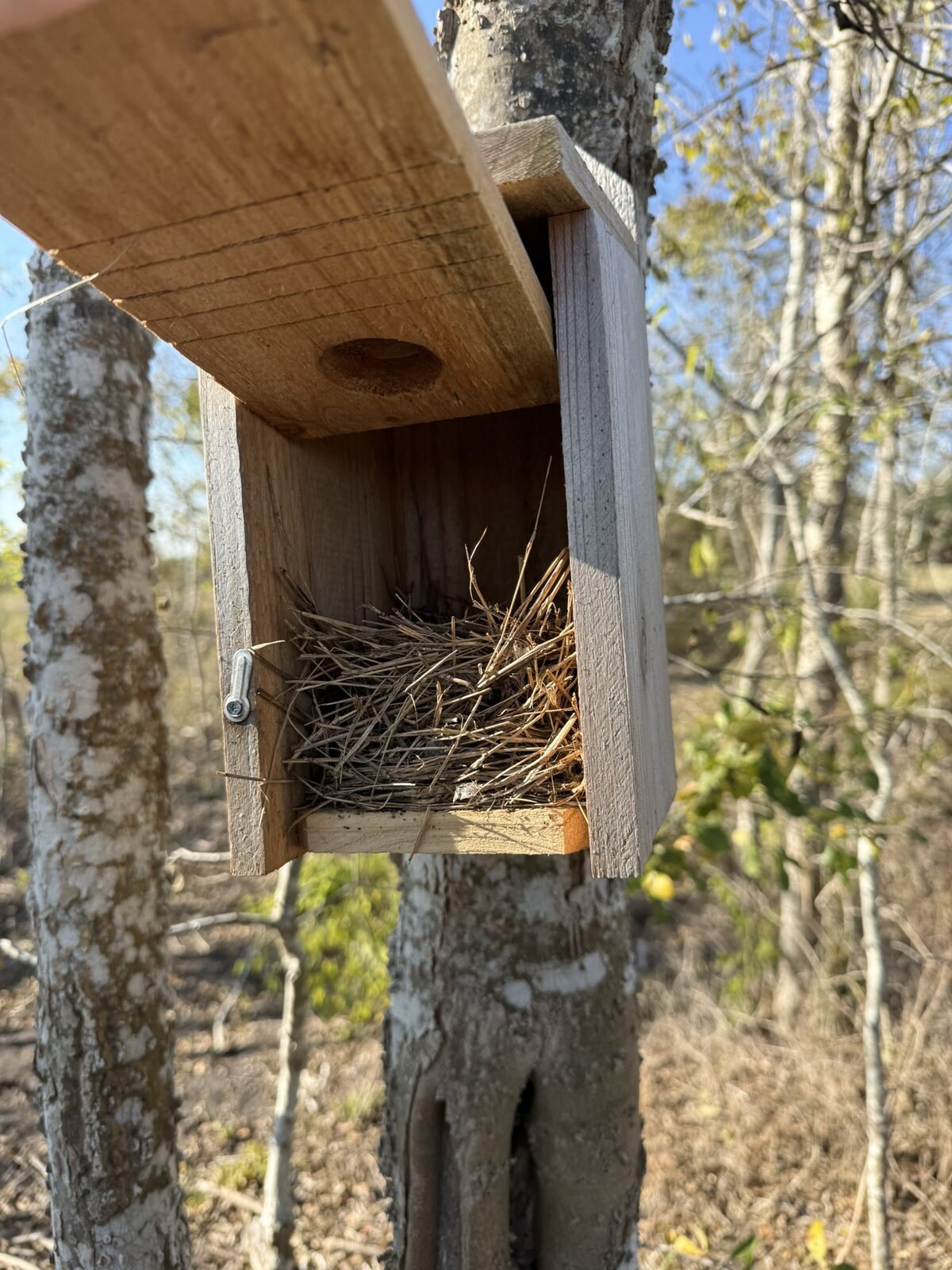 Nest box with a clean hay nest