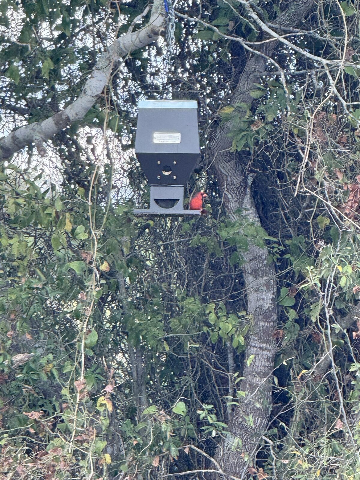 Northern cardinal at a bird feeder on the Round Top Fold property
