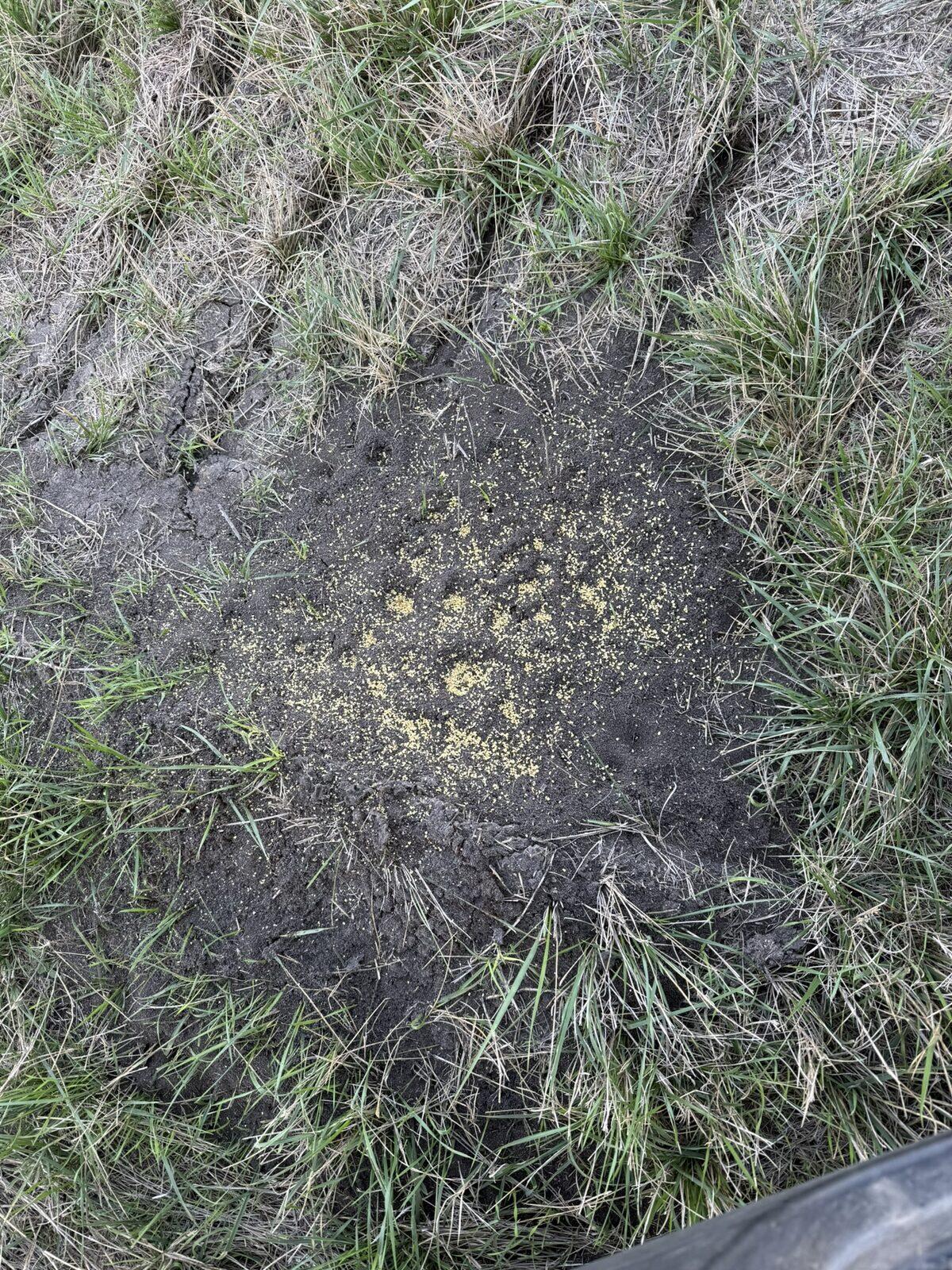 Fire ant mound treated with yellow bait