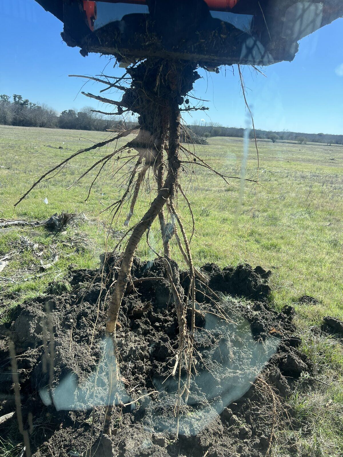 Large huisache root pulled from the ground